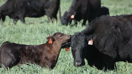 More profit from fewer cows? Here's the secret