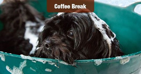 Your Dog Needs a Spa Day