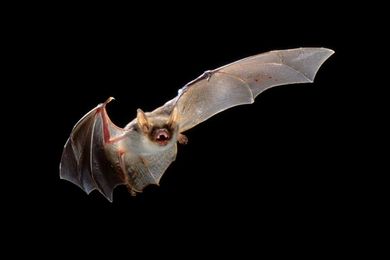 20 Things You Didn't Know About ... Bats
