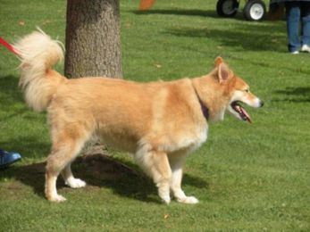 Pet Friendly Campgrounds on Long Island