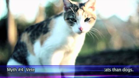 A-Plus Animal Hospital: Cat Myths and Veterinary Preparation