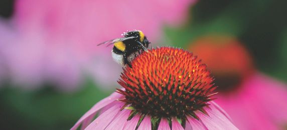 Bees Can Count to Four, Display Emotions, and Teach Each Other New Skills