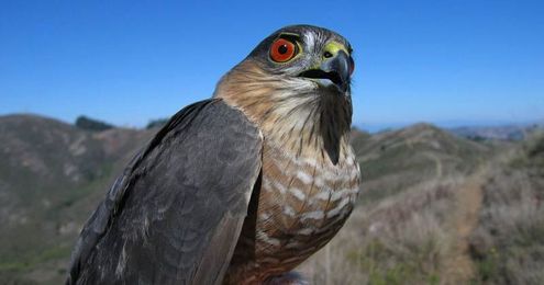 What Is Your Hawk or Raptor Personality?