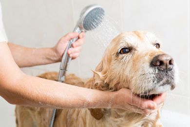 Pet wash: The ‘one-stop-shop’ mentality