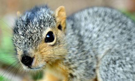 A Little Preparation Can Keep Seasonal Pests Out Of Your Home, Experts Say