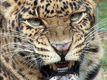 How to Flea Treat 100+ BIG CATS !!
