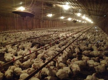 The next frontier for the animal-welfare movement? Broiler chickens.