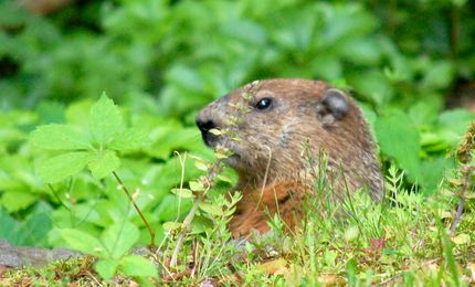 Tips and Tricks to Rid Gardens of Pests