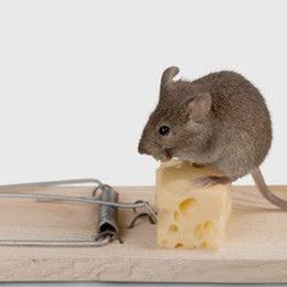 Why DIY Mouse Control Isn't Working