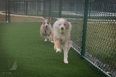 Case Study: Artificial Pet Grass Vital for Pet Resort