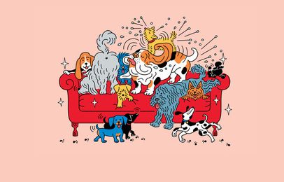 Pooch-Proof Furniture and Fabrics for Dog Lovers