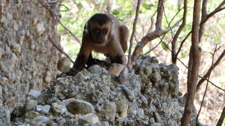 Wild monkeys make sharp stones that look like human tools, study finds