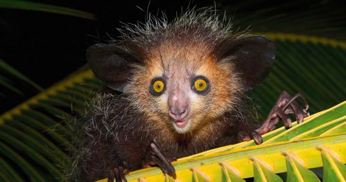 Evolution FTW! The Weird Stuff Animals Do to Survive