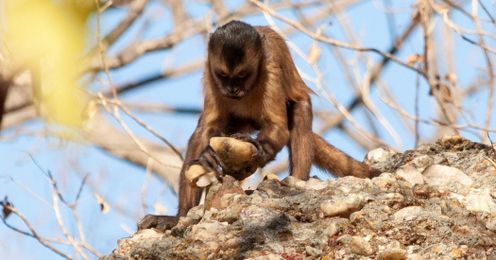 Monkeys Can Make Stone Tools, but They Don’t Use Them