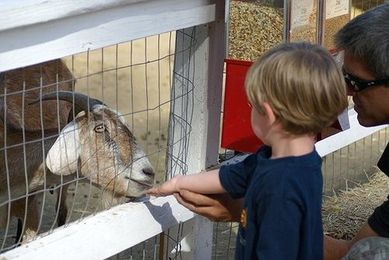 Petting Zoo Fun and What You Need to Know about Staying Clean & Healthy
