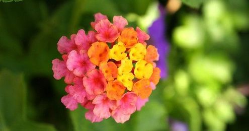 12 Annuals to Overwinter Indoors