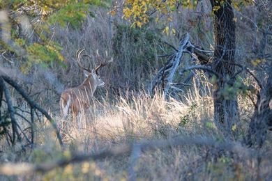 Where to Find Big Bucks