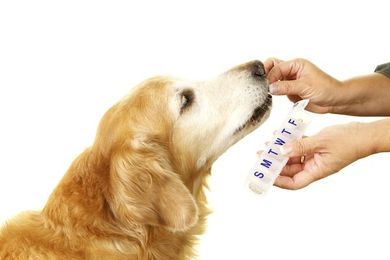 10 Questions to Ask of Any Potential Pet Sitter