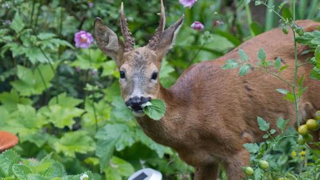 How To Deer-Proof Your Garden