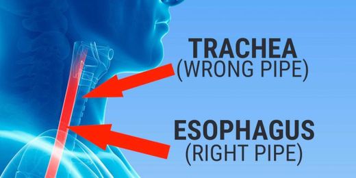 What happens when you swallow something down the 'wrong pipe'