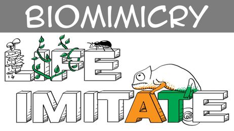 Biomimicry (explained with drawings & examples)