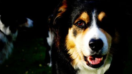 Ohio hospital: Is owning a pet the secret to longevity?