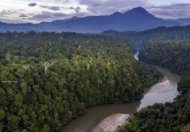 Sign the Petition: Protect Critical Rainforests Now!