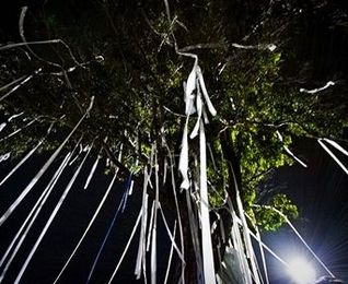 Best Way to Remove TP from Trees