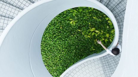 MIT’s Latest: Spinach That Can Spot Explosives