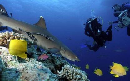 Unlock the marine mysteries