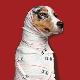 When You Do (and Don’t) Need to Take Your Pet to the Vet