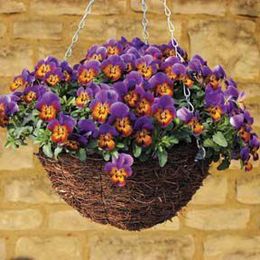 Desert Gardener: Add plants to your patio with a hanging basket