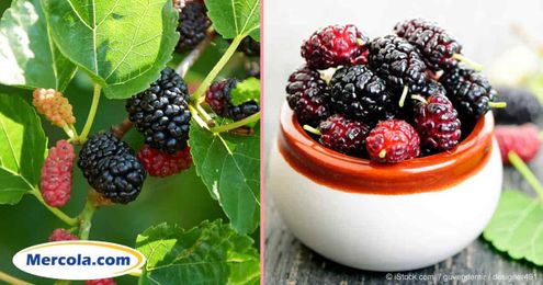 Facts About Mulberry Trees: Why These Trees Were Banned