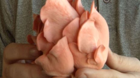 There May Be a Mushroom That Tastes Like Bacon