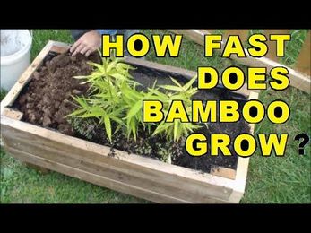 How Fast Does Bamboo Grow?