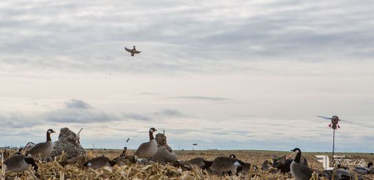 How to Hunt Ducks and Geese in Fields