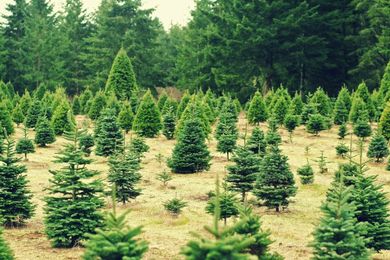 Pick-Your-Own Christmas Tree Farms Near Boston