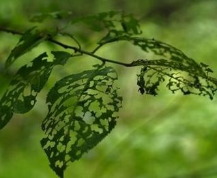 Stop Cankerworms with Tree Banding