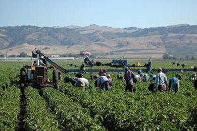 Holistic Weed Management Benefits Farmers and the Environment