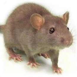 Learn How a Mouse Enters a House