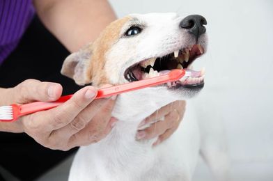 Must-Know DIY Tips for Dog Dental Care