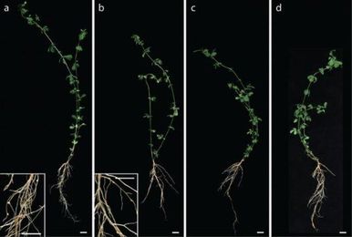 Nitrogen-fixing symbiosis is crucial for legume plant microbiome assembly
