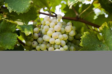 The dark side of Prosecco: why overproduction is bad for everyone