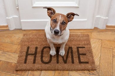 13 Very Important Dog Questions, Answered With Science