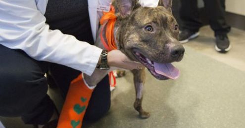 Dog has surgery to attach artificial paw