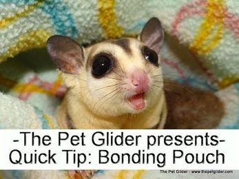 How to Put Sugar Gliders in a Bonding Pouch