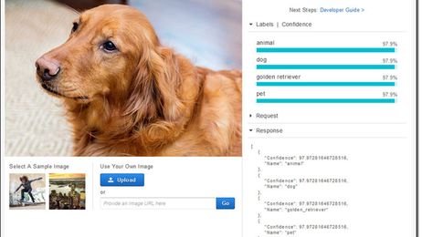Amazon’s image recognition AI can identify your dog down to its breed
