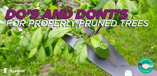 Partner Post: Do’s and Don’ts for Properly Pruned Trees