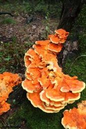 The Importance of Mushrooms