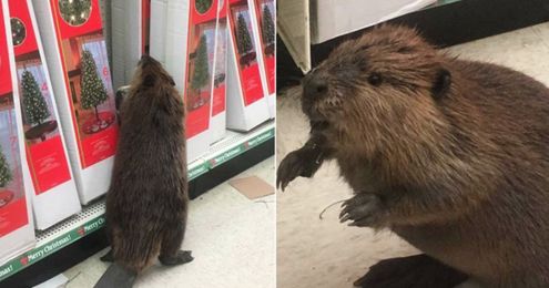 Beaver on aisle 5! Furry rodent visits Maryland dollar store